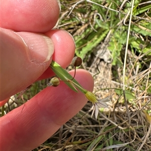 Sisyrinchium micranthum at Yarralumla, ACT - 5 Nov 2024