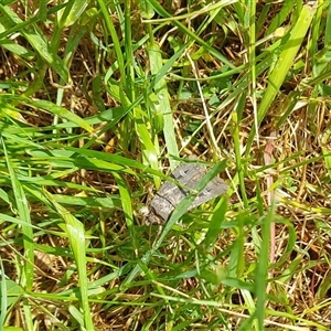 Agrotis infusa at Kambah, ACT - 3 Nov 2024 12:27 PM