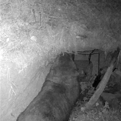 Vombatus ursinus (Common wombat, Bare-nosed Wombat) at Kangaroo Valley, NSW - 31 Oct 2024 by lbradley