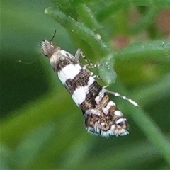 Glyphipterix meteora (A Sedge Moth) at Hall, ACT - 5 Nov 2024 by Anna123