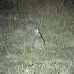 Oryctolagus cuniculus (European Rabbit) at Higgins, ACT - 5 Nov 2024 by Untidy