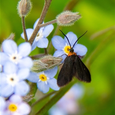 Pollanisus subdolosa or other (A Forester moth) at Penrose, NSW - 3 Nov 2024 by Aussiegall