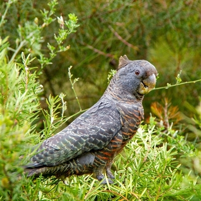 Callocephalon fimbriatum (Gang-gang Cockatoo) at Penrose, NSW - 2 Nov 2024 by Aussiegall