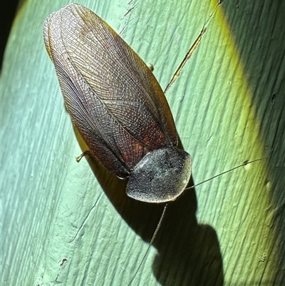 Laxta granicollis (Common bark or trilobite cockroach) at Ainslie, ACT - 3 Nov 2024 by Pirom