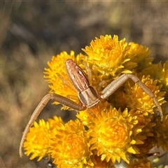 Runcinia acuminata (Pointy Crab Spider) at Ainslie, ACT - 5 Nov 2024 by Pirom