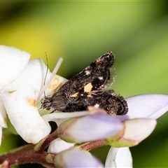 Heliothela (genus) (A Pyraloid moth (Heliotheliinae subf.)) at Penrose, NSW - 4 Nov 2024 by Aussiegall