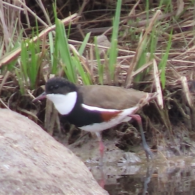 Erythrogonys cinctus (Red-kneed Dotterel) at Whitlam, ACT - 5 Nov 2024 by SandraH