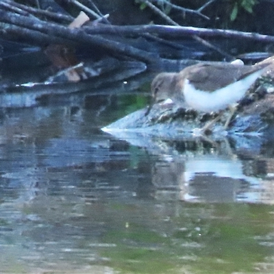 Actitis hypoleucos (Common Sandpiper) at Greenway, ACT - 10 Oct 2024 by SandraH