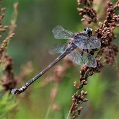 Petalura litorea (Coastal Petaltail) at North Stradbroke Island, QLD - 23 Jan 2022 by MichaelBedingfield