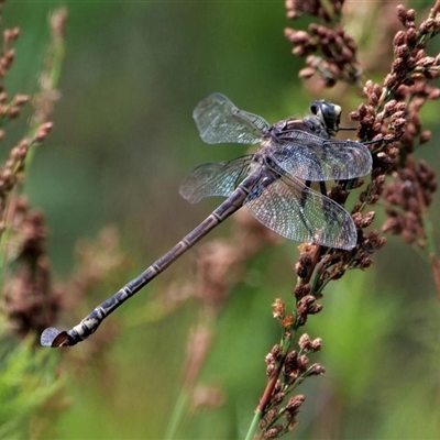 Petalura litorea (Coastal Petaltail) at North Stradbroke Island, QLD - 23 Jan 2022 by MichaelBedingfield