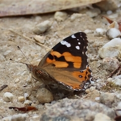 Vanessa kershawi (Australian Painted Lady) at Moruya, NSW - 5 Nov 2024 by LisaH