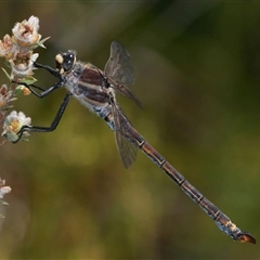 Petalura gigantea (Giant Dragonfly, South-Eastern Petaltail) at Blackheath, NSW - 12 Dec 2023 by MichaelBedingfield