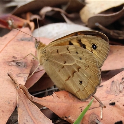 Heteronympha merope (Common Brown Butterfly) at Moruya, NSW - 5 Nov 2024 by LisaH