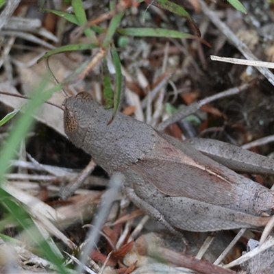 Rhitzala modesta (Short winged heath grasshopper) at Broulee, NSW - 5 Nov 2024 by LisaH