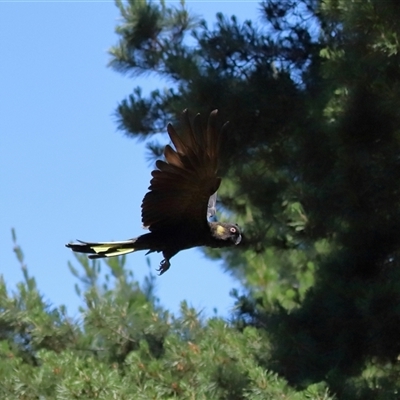 Zanda funerea (Yellow-tailed Black-Cockatoo) at Yarralumla, ACT - 30 Oct 2024 by TimL