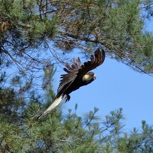 Zanda funerea at Yarralumla, ACT - 30 Oct 2024 01:34 PM