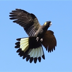 Zanda funerea (Yellow-tailed Black-Cockatoo) at Yarralumla, ACT - 30 Oct 2024 by TimL