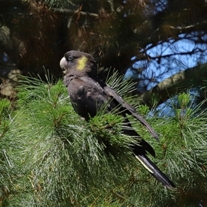 Zanda funerea at Yarralumla, ACT - 30 Oct 2024 01:42 PM