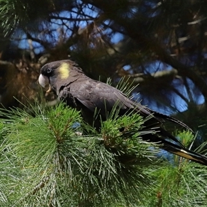 Zanda funerea at Yarralumla, ACT - 30 Oct 2024 01:42 PM