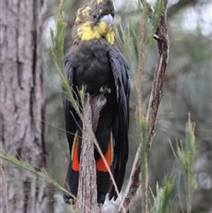 Calyptorhynchus lathami lathami (Glossy Black-Cockatoo) at Moruya, NSW - 5 Nov 2024 by LisaH