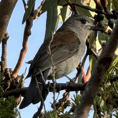 Colluricincla harmonica (Grey Shrikethrush) at Yanakie, VIC - 5 Nov 2024 by Louisab