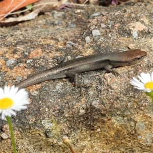 Lampropholis guichenoti at Aranda, ACT - 2 Nov 2024