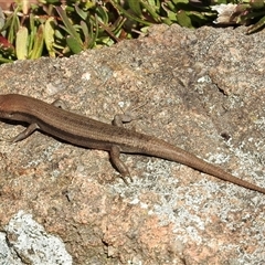 Lampropholis guichenoti at Aranda, ACT - 2 Nov 2024