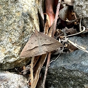 Epidesmia hypenaria at Aranda, ACT - 2 Nov 2024 01:33 PM