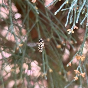 Simosyrphus grandicornis at Aranda, ACT - 2 Nov 2024 01:32 PM