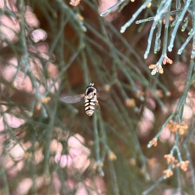 Simosyrphus grandicornis (Common hover fly) at Aranda, ACT - 2 Nov 2024 by KMcCue