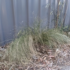 Nassella trichotoma (Serrated Tussock) at Holt, ACT - 5 Nov 2024 by MattM