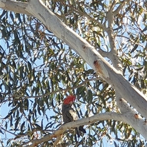 Callocephalon fimbriatum at Ainslie, ACT - suppressed