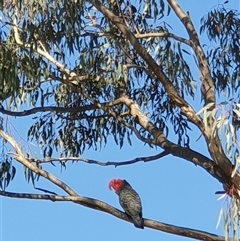 Callocephalon fimbriatum (Gang-gang Cockatoo) at Ainslie, ACT - 5 Nov 2024 by Jeanette