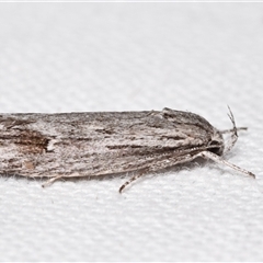 Agriophara (genus) (A Concealer moth (Stenomatinae) at Jerrabomberra, NSW - 5 Nov 2024 by DianneClarke