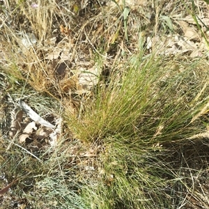 Nassella trichotoma at Evatt, ACT - 6 Nov 2024