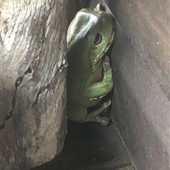 Litoria caerulea (Green Tree Frog) at Kungala, NSW - 5 Nov 2024 by donnanchris