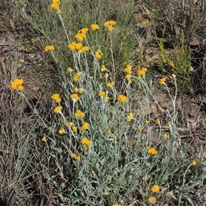 Chrysocephalum apiculatum at Barton, ACT - 3 Nov 2024 02:52 PM