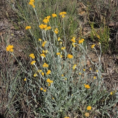 Chrysocephalum apiculatum (Common Everlasting) at Barton, ACT - 3 Nov 2024 by MichaelBedingfield