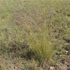 Poa sieberiana (Poa Tussock) at Barton, ACT - 3 Nov 2024 by MichaelBedingfield