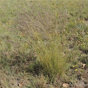 Poa sieberiana at Barton, ACT - 3 Nov 2024 02:54 PM