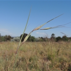 Themeda triandra (Kangaroo Grass) at Barton, ACT - 3 Nov 2024 by MichaelBedingfield