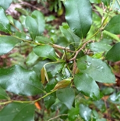 Unidentified Plant at Lorne, NSW - 6 Nov 2024 by Butlinz