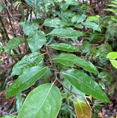 Unidentified Gum Tree at Lorne, NSW - 5 Nov 2024 by Butlinz