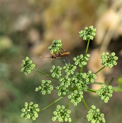 Labium sp. (genus) (An Ichneumon wasp) at North Albury, NSW - 5 Nov 2024 by Darcy