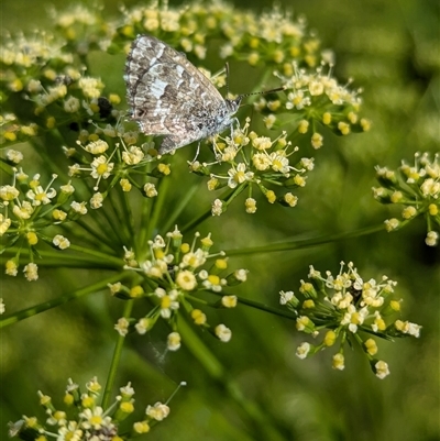 Theclinesthes serpentata (Saltbush Blue) at North Albury, NSW - 5 Nov 2024 by Darcy