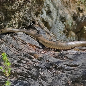 Pseudonaja textilis at Uriarra, NSW - 5 Nov 2024 01:29 PM