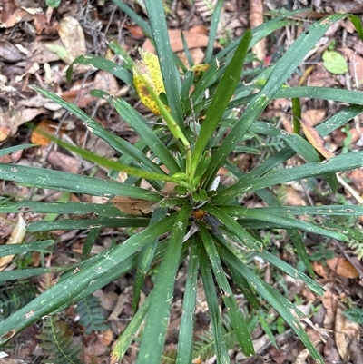 Unidentified Plant at Lorne, NSW - 6 Nov 2024 by Butlinz