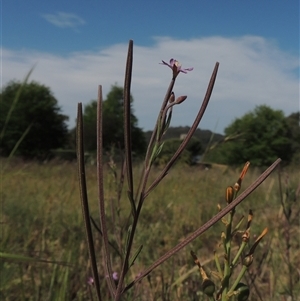 Epilobium billardiereanum subsp. cinereum at Barton, ACT - 3 Nov 2024