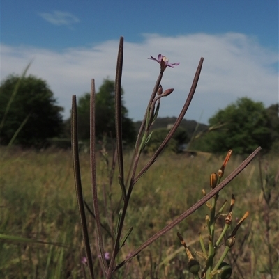 Epilobium billardiereanum subsp. cinereum (Hairy Willow Herb) at Barton, ACT - 3 Nov 2024 by MichaelBedingfield