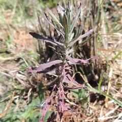 Epilobium billardiereanum subsp. cinereum at Barton, ACT - 3 Nov 2024 03:22 PM